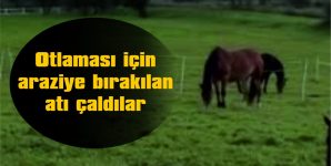 OTLAMASI İÇİN ARAZİYE BIRAKILAN AI ÇALINDI