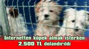 İNTERNETTEN KÖPEK ALMAK İSTERKEN 2.500 TL DOLANDIRILDI