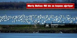 MERİÇ DELTASI 40 BİN SU KUŞUNU AĞIRLIYOR