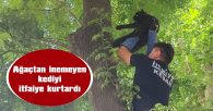 HAYLAZ KEDİ, ÇIKTIĞI AĞAÇTAN İNEMEDİ