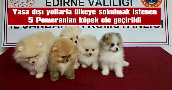 KÖPEKLER EL KONULDU, SÜRÜCÜ HAKKINDA DA YASAL İŞLEM BAŞLATILDI