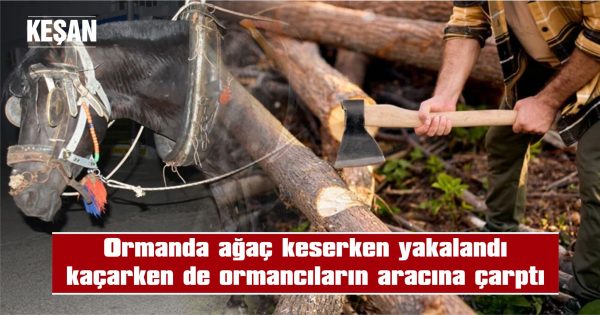 ORMANLIK ALANDA MEŞE AĞACI KESERKEN YAKALANDI